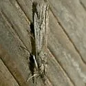Alberada franclemonti - Hodges#5975.2