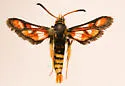 Albuna beutenmuelleri - Hodges#2533.2