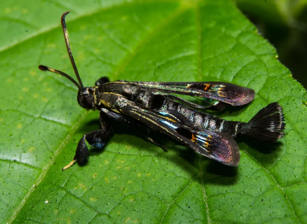 Virginia Creeper Clearwing - photo 2