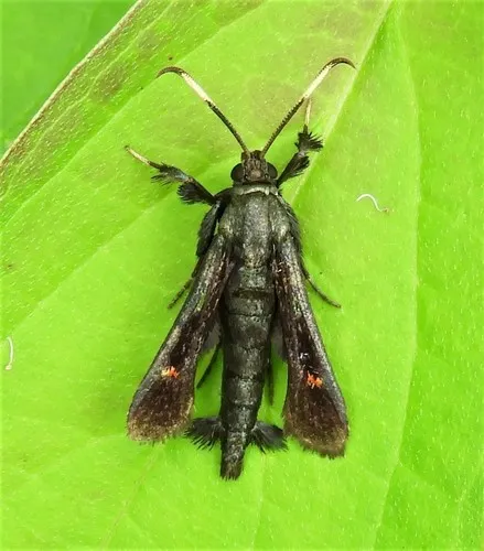 Virginia Creeper Clearwing - photo 5