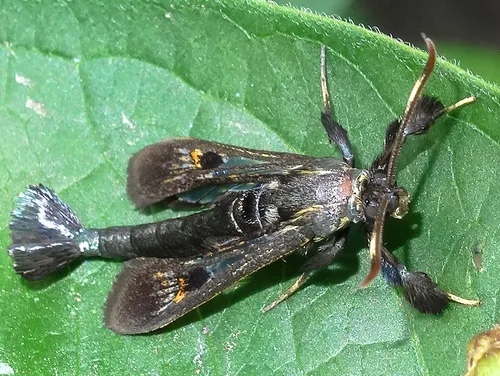 Virginia Creeper Clearwing - photo 6