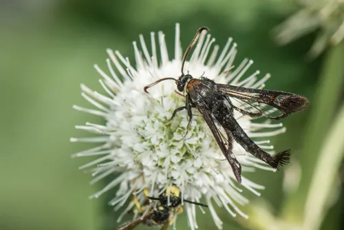 Virginia Creeper Clearwing - photo 7