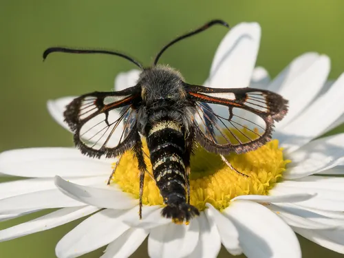 Fireweed Clearwing Moth - photo 4