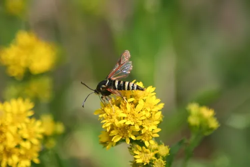 Fireweed Clearwing Moth - photo 5