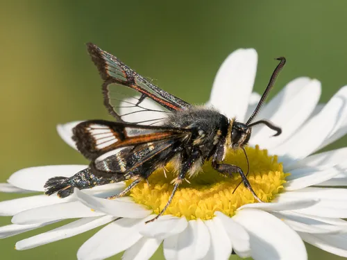Fireweed Clearwing Moth - photo 6