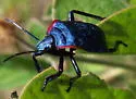 Giant Strong-nosed Stink Bug