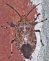 Giant Strong-nosed Stink Bug - photo 2