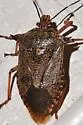 Giant Strong-nosed Stink Bug - photo 3