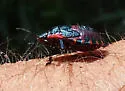 Giant Strong-nosed Stink Bug - photo 4