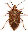 Giant Strong-nosed Stink Bug - photo 5