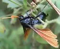 Alcathoe autumnalis - Hodges#2622.1