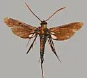 Clematis Borer - Hodges#2622