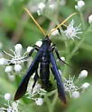 Clematis Borer - Hodges#2622 - photo 2