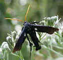 Clematis Borer - Hodges#2622 - photo 3
