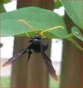 Clematis Borer - Hodges#2622 - photo 4