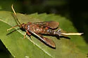 Clematis Clearwing Moth - Hodges#2623 - Hodges#2623