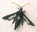 Clematis Clearwing Moth - Hodges#2623 - Hodges#2623 - photo 2