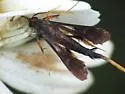 Clematis Clearwing Moth - Hodges#2623 - Hodges#2623 - photo 5