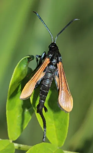 Alcathoe pepsioides - Hodges#2624