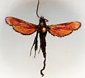 Alcathoe verrugo - Hodges#2625