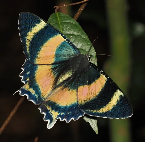 North Queensland Day Moth - photo 2