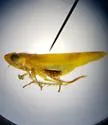 Alconeura bisagittata