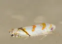 Alconeura cinctella
