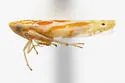 Alconeura cornigera