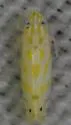 Alconeura derecta