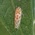 Alconeura dodonana