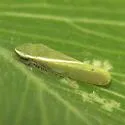 Alconeura fulminea