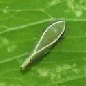 Alconeura fulminea - photo 2