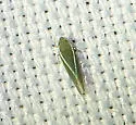 Alconeura fulminea - photo 4