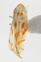 Alconeura insulae