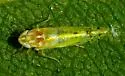 Alconeura lappa