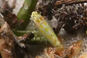 Alconeura lappa - photo 3