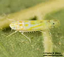 Alconeura lappa - photo 4