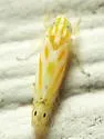 Alconeura macra - Alconeura macra