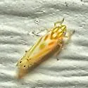 Alconeura macra - photo 4
