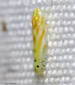 Alconeura macra - photo 5