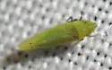 Alconeura necopinata