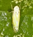 Alconeura nudata - photo 2