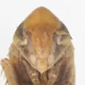 Alconeura planata - photo 3