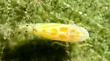 Sycamore leafhopper