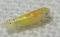 Sycamore leafhopper - photo 2