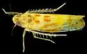 Sycamore leafhopper - photo 3
