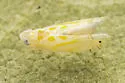Sycamore leafhopper - photo 4