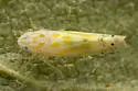 Sycamore leafhopper - photo 5