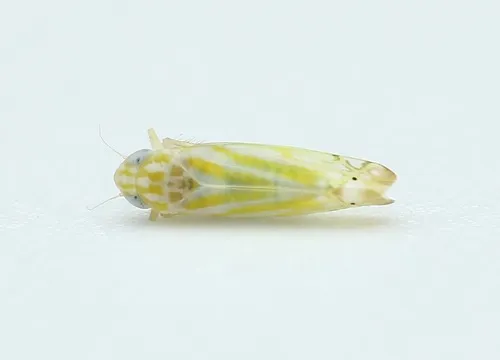 Alconeura rotundata