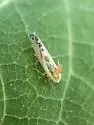 Alconeura unipuncta - photo 2